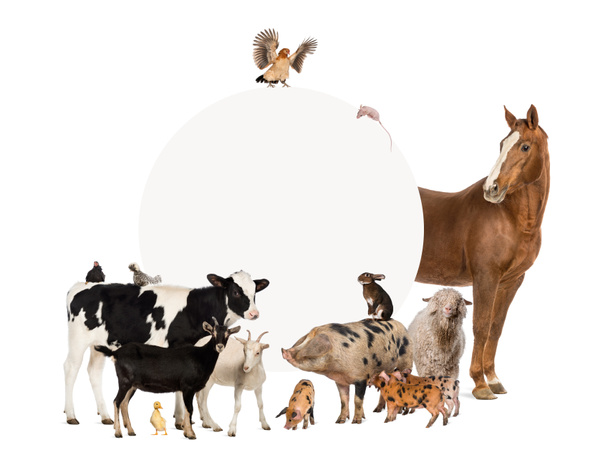 Grupo de animales de granja que rodean un signo en blanco
 - Foto, Imagen