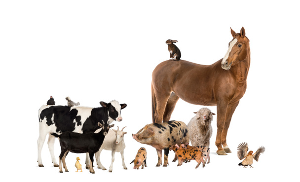 Група сільськогосподарських тварин
 - Фото, зображення