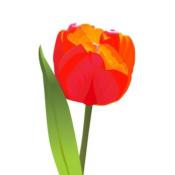 Vector red tulip - Vector, afbeelding