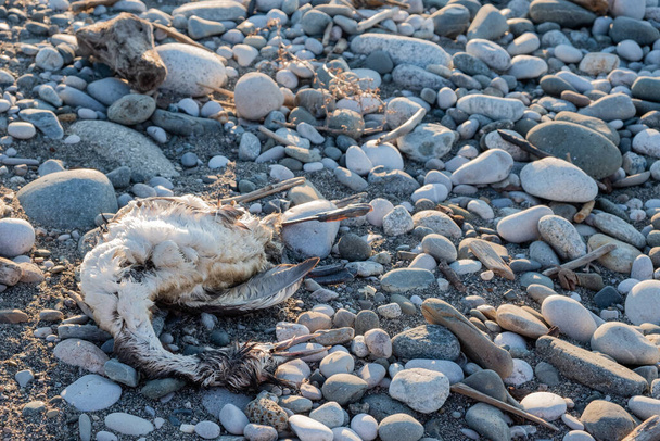 Çakıl taşlı bir sahilde ölü bir kuş, insanlar tarafından öldürülmüş bir kuş. Çevreyi ve kuşları koruma sorunları. Kaçak avcılar ve katiller - Fotoğraf, Görsel