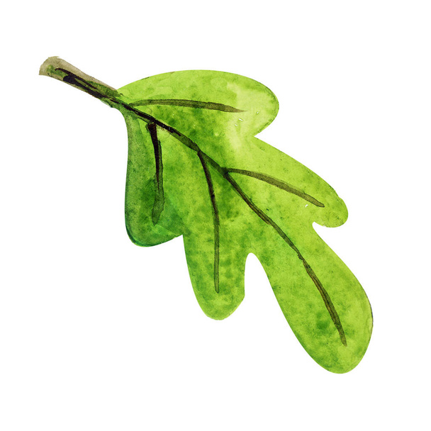 watercolor oak leaf for bath and sauna - Foto, immagini