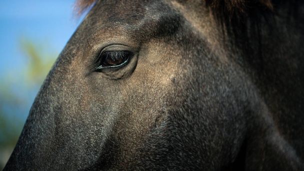 Dettaglio ravvicinato di un occhio di cavallo nero in una fattoria. Ritratto dettagliato dei cavalli nel recinto con occhi curiosi guardando - Foto, immagini