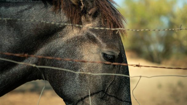 Um belo cavalo parado atrás de uma cerca de arame farpado de metal enferrujado em uma fazenda. Retrato detalhado de cavalos no recinto com olhos tristes olhando - Foto, Imagem