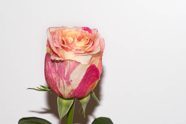 piękna pojedyncza róża, widok z bliska - Zdjęcie, obraz