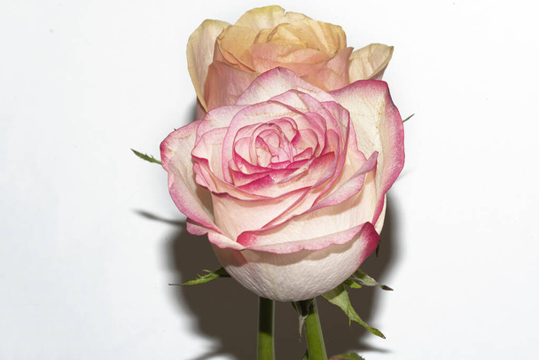 beautiful roses on white background - Foto, afbeelding