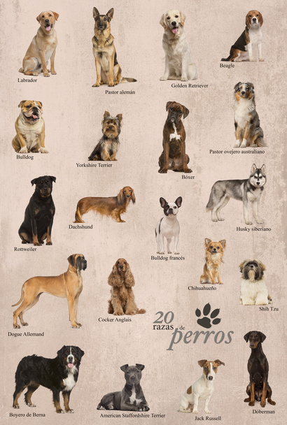 Cartel de razas de perro en español
 - Foto, Imagen