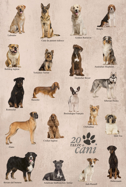 Manifesto delle razze canine in italiano
 - Foto, immagini