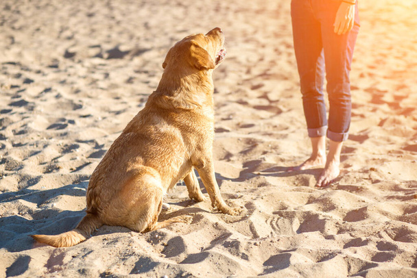 Joven hembra entrenando perro labrador retriever en la playa. Bengala solar - Foto, imagen