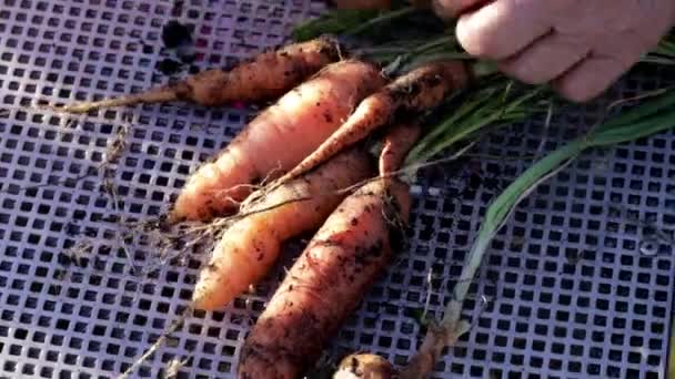 Обрізане зображення людини, яка вибирає свіжу органічну моркву
 - Кадри, відео