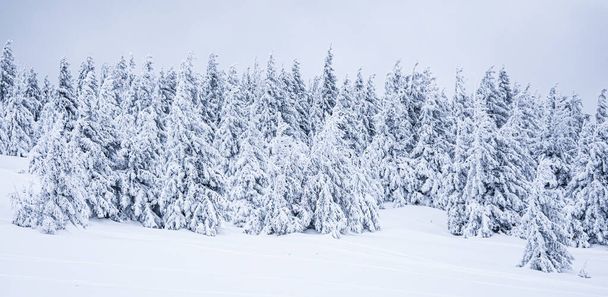 Panorama of the foggy winter landscape in the mountain - Photo, Image