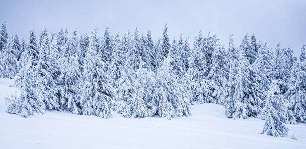 山の霧の冬の風景のパノラマ - 写真・画像