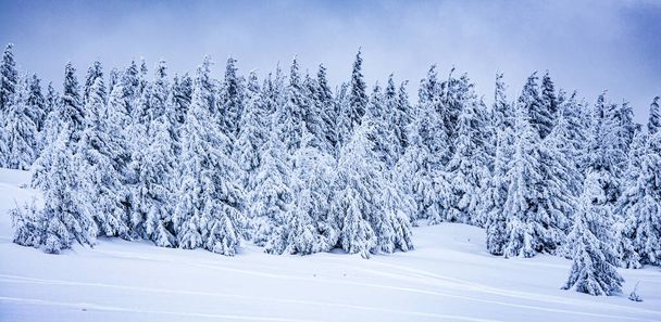 山の霧の冬の風景のパノラマ - 写真・画像