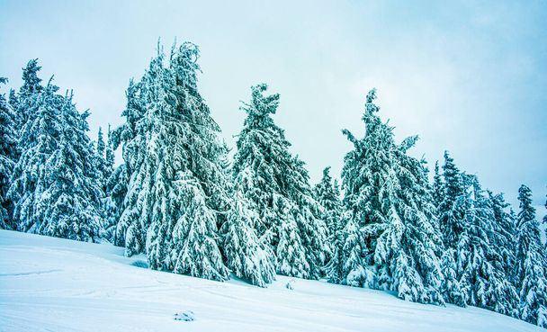 Panoraama sumuinen talvi maisema vuorella - Valokuva, kuva