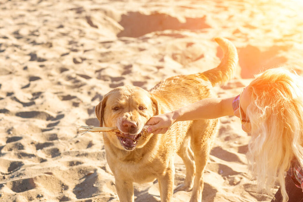Portrait of young beautiful woman in sunglasses sitting on sand beach with golden retriever dog. Girl with dog by sea. Sun flare - Photo, Image