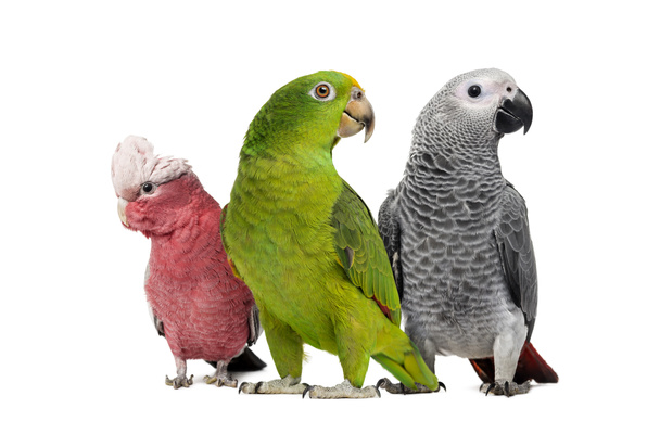 Gruppe von Papageien - Foto, Bild