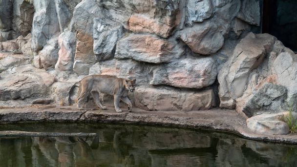 Puma in captivity. on the edge of his refuge. - 写真・画像