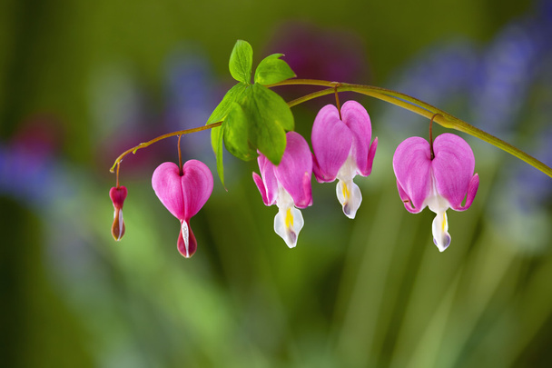 Vaaleanpunaiset vuotavat sydämen kukat
 - Valokuva, kuva