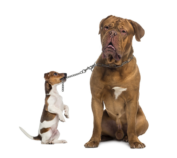 Jack Russell sosteniendo un Dogue de Bordeaux con una correa de cadena
 - Foto, Imagen