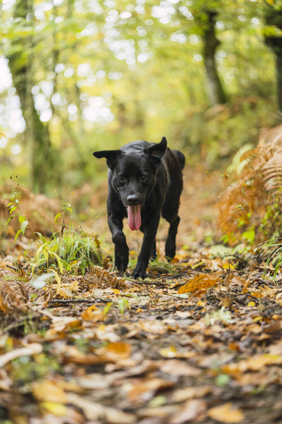 A vertical closeup of the black dog walking in the park. - 写真・画像