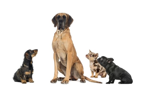 Cani di piccola taglia che guardano un cane grande
 - Foto, immagini