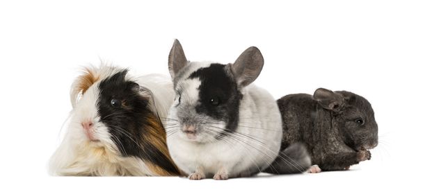 Guinea pig and Chinchillas - Photo, Image