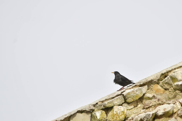Sturnus unicolor - Siyah sığırcık, Sturnidae familyasından bir kuş türü.. - Fotoğraf, Görsel
