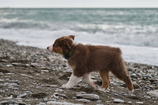 Cãozinho marrom Aussie caminha ao longo da costa e estuda a natureza e o mundo ao seu redor. Socialização de filhote de cachorro fora. Australian Shepherd é tricolor vermelho com cauda cortada. - Foto, Imagem