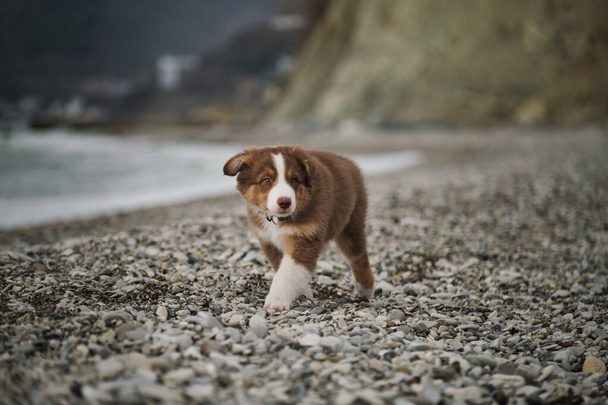 Small brown Aussie puppy walks along seashore and studies nature and world around. Socialization of puppy outside. Australian Shepherd is red tricolor with cropped tail. The dogs ears rise in wind. - Photo, Image
