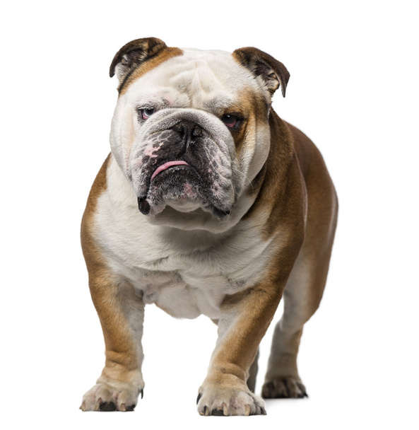 English Bulldog (3 años)
) - Foto, Imagen
