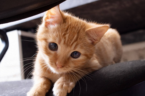 Ginger kitten peeking out on the chair - Photo, Image