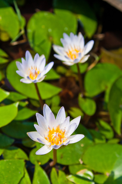 βιολετί lotus λουλούδια. - Φωτογραφία, εικόνα