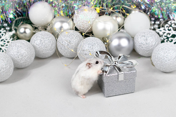 White Dzungarian hamster on a gift box. Christmas card with white and silver balls, garland, tinsel, snowflakes on a blurred white background. Close-up. - Valokuva, kuva