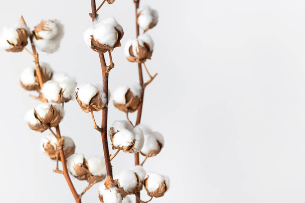 Branches with white fluffy cotton flowers against white wall flat lay. Delicate light beauty cotton background. Natural organic fiber, agriculture, cotton seeds, raw materials for making fabric. - Foto, Bild