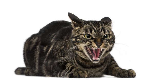 Silbido de gato de raza mixta
 - Foto, Imagen