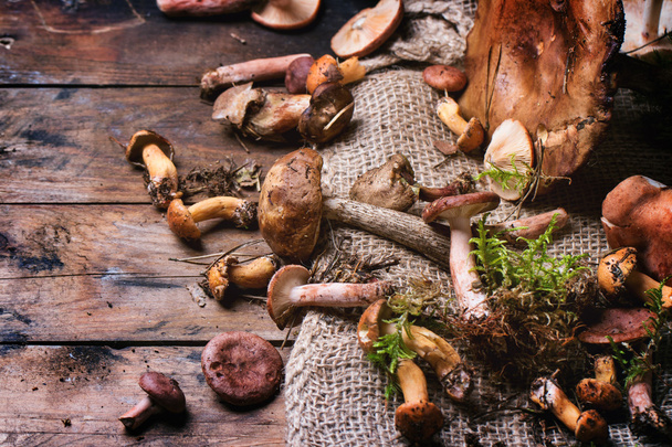 Mix of forest mushrooms - Foto, Imagen