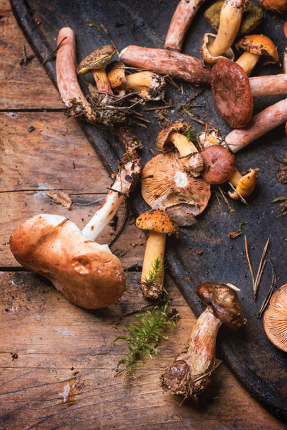Mix of forest mushrooms - Фото, зображення