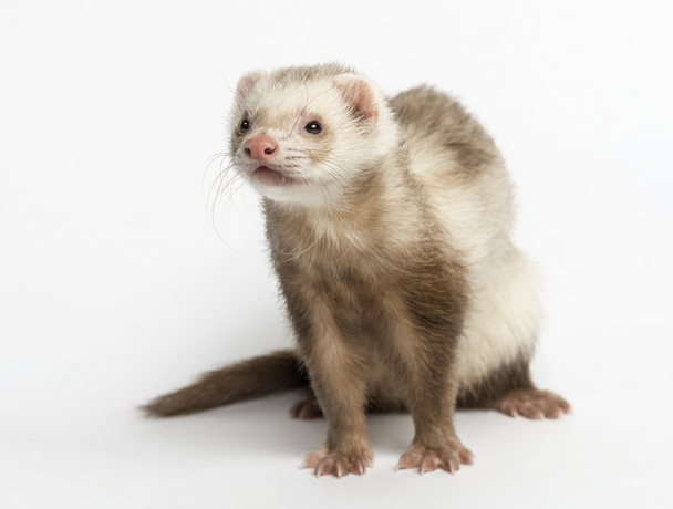 ferret (3 years old) - Photo, Image