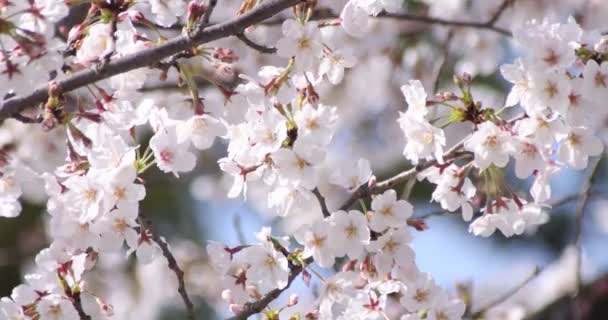 Kirsikankukat Tokiossa kevätkaudella päivällä. - Materiaali, video