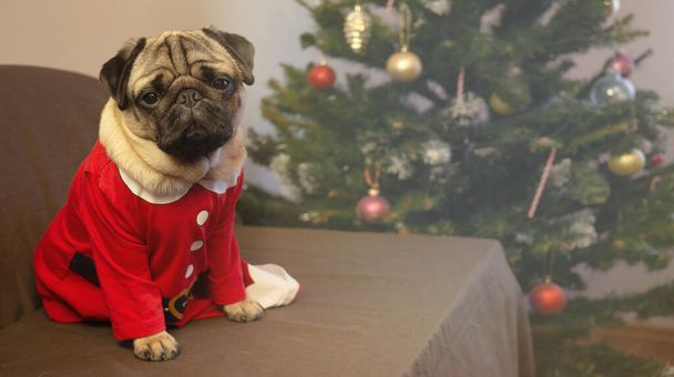 Christmas pug dog is sitting near christmas tree and waiting for the holiday at home. Merry Christmas and Happy New Year. card with copy space. - Foto, immagini