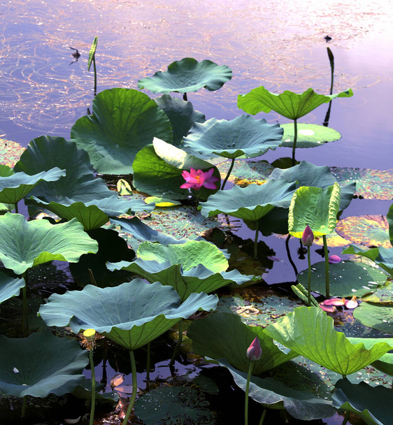 lotus flower in the garden - Zdjęcie, obraz