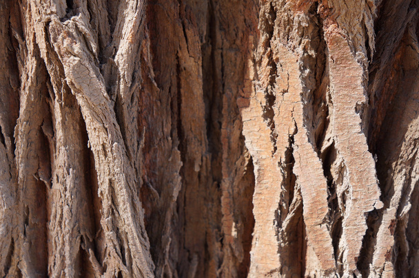 Tamarix tree texture - Photo, Image