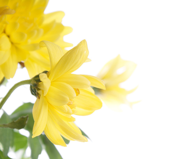 Yellow chrysanthemum - Foto, immagini