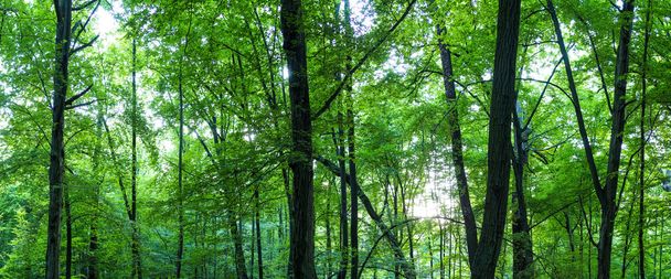 Immense panorama forestier
 - Photo, image