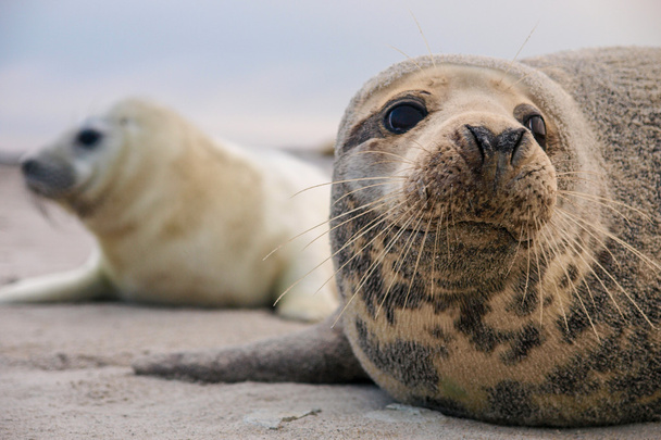 Giovane cucciolo di foca
 - Foto, immagini