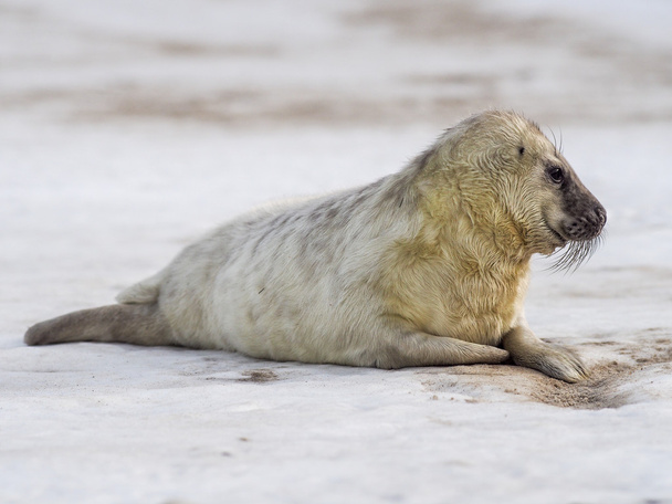 Giovane cucciolo di foca grigio
 - Foto, immagini