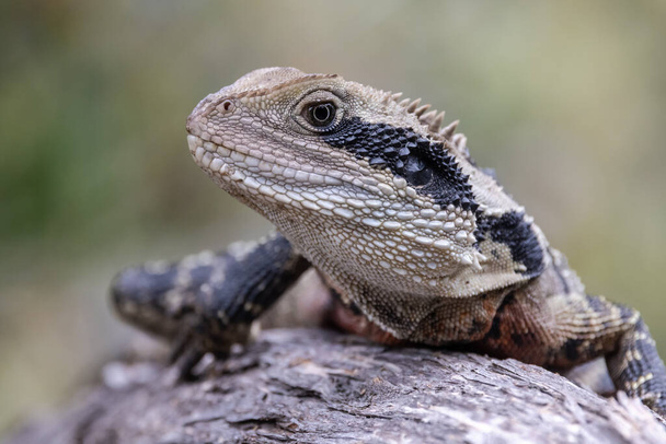 Primer plano de un dragón australiano de agua oriental - Foto, Imagen