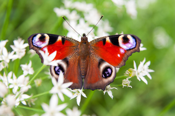 Butterfly peacock - Photo, Image
