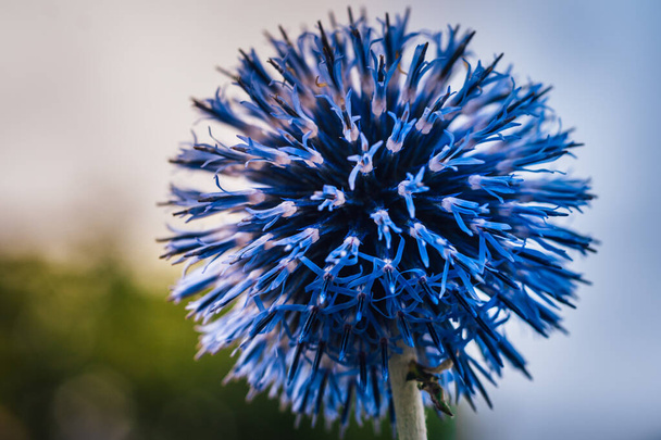 Крупним планом один і дуже красивий блакитний кульковий будяк, дивна квітка з великою кількістю пелюсток у формі кулі
 - Фото, зображення