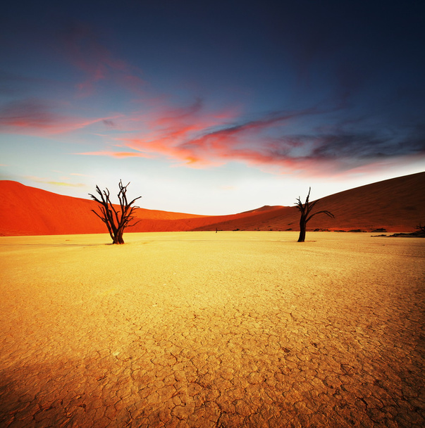 Namib, Valle morta in Namibia
 - Foto, immagini