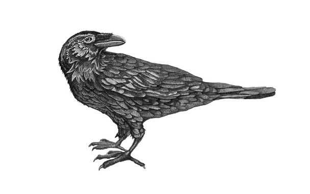 Raven.birds.black. - Foto, imagen
